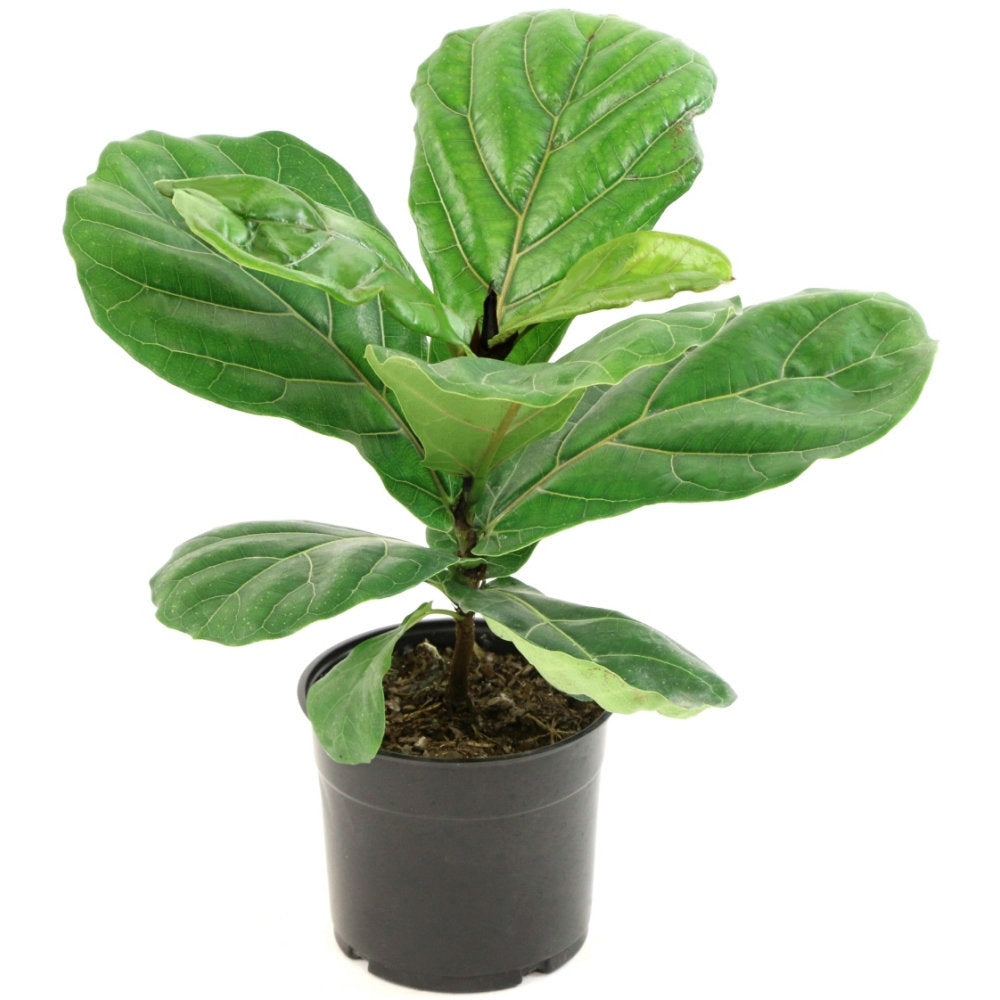 Fiddle Leaf Fig - 5.5 in. Pot