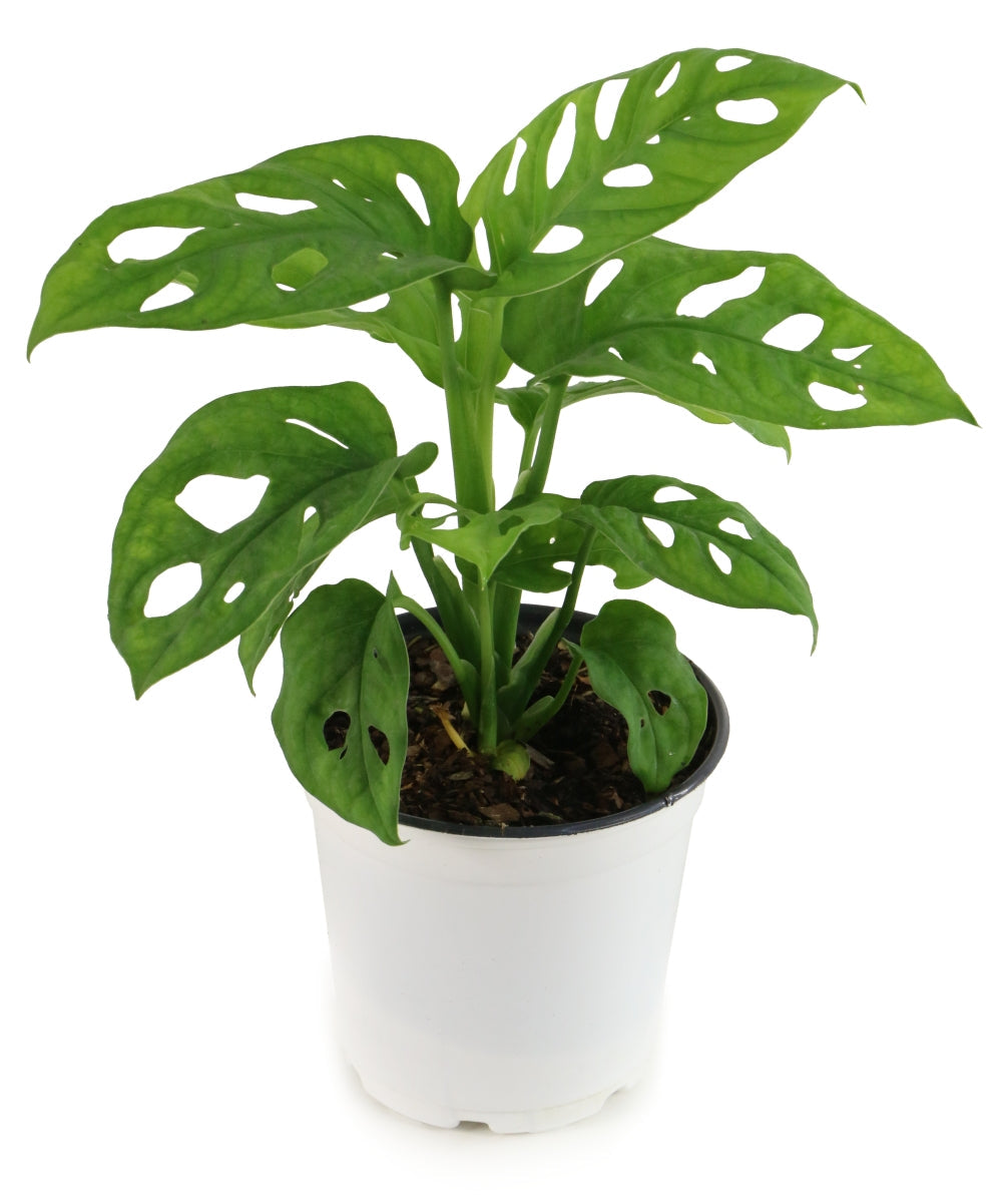 Swiss Cheese Vine - 4 in. Pot