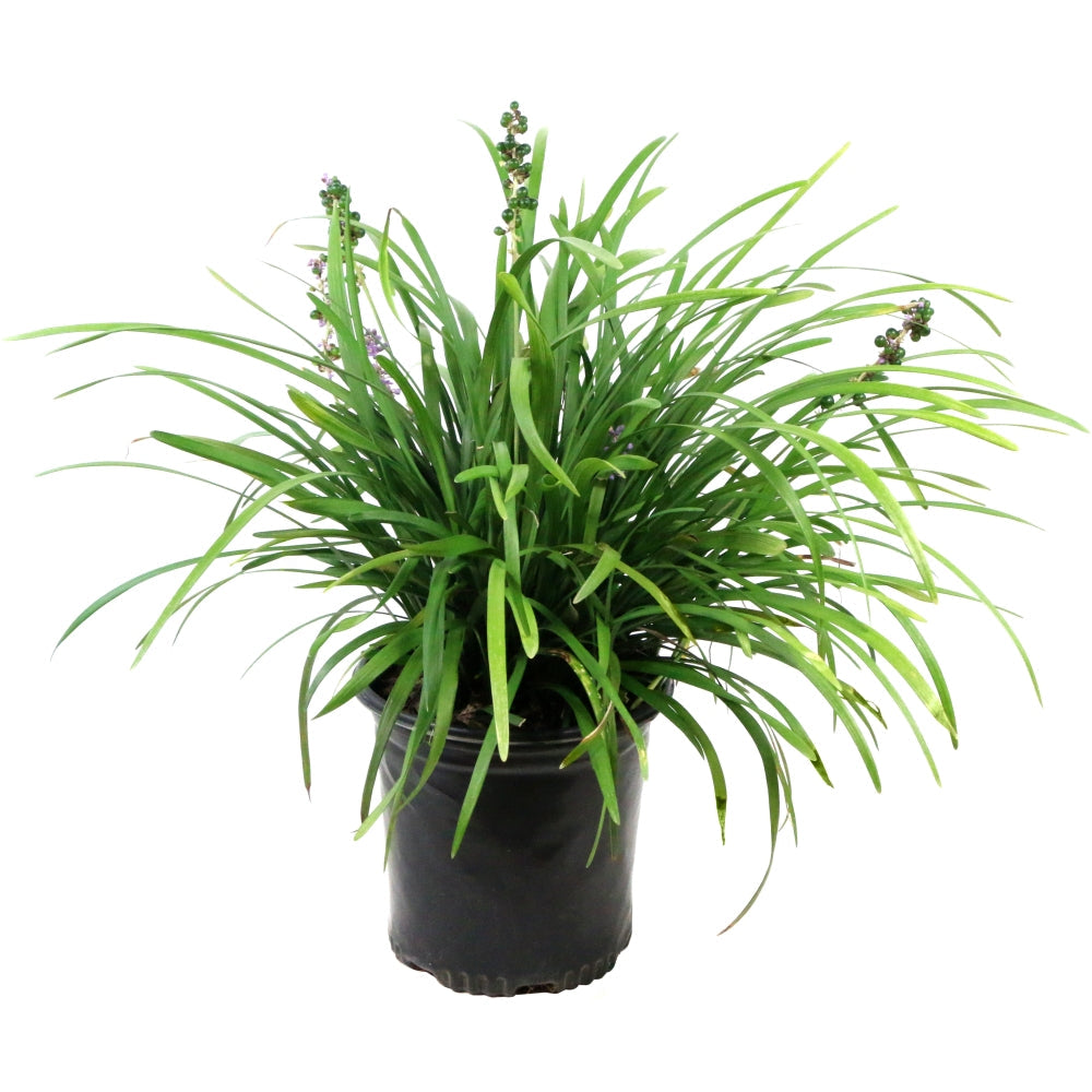 Big Blue Liriope - 4" Pot