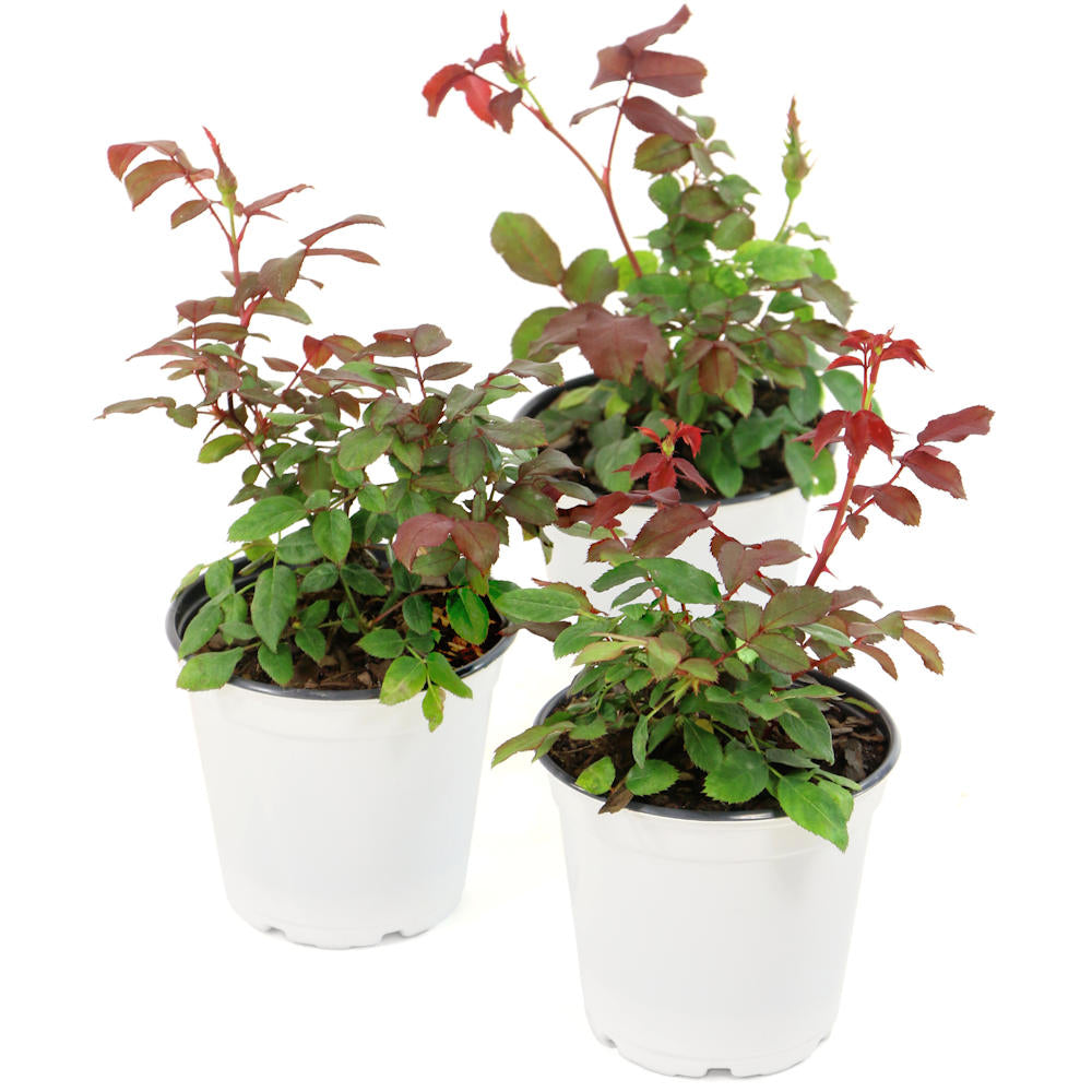 3 Piece Cupcake Mini Rose - 4" Pot