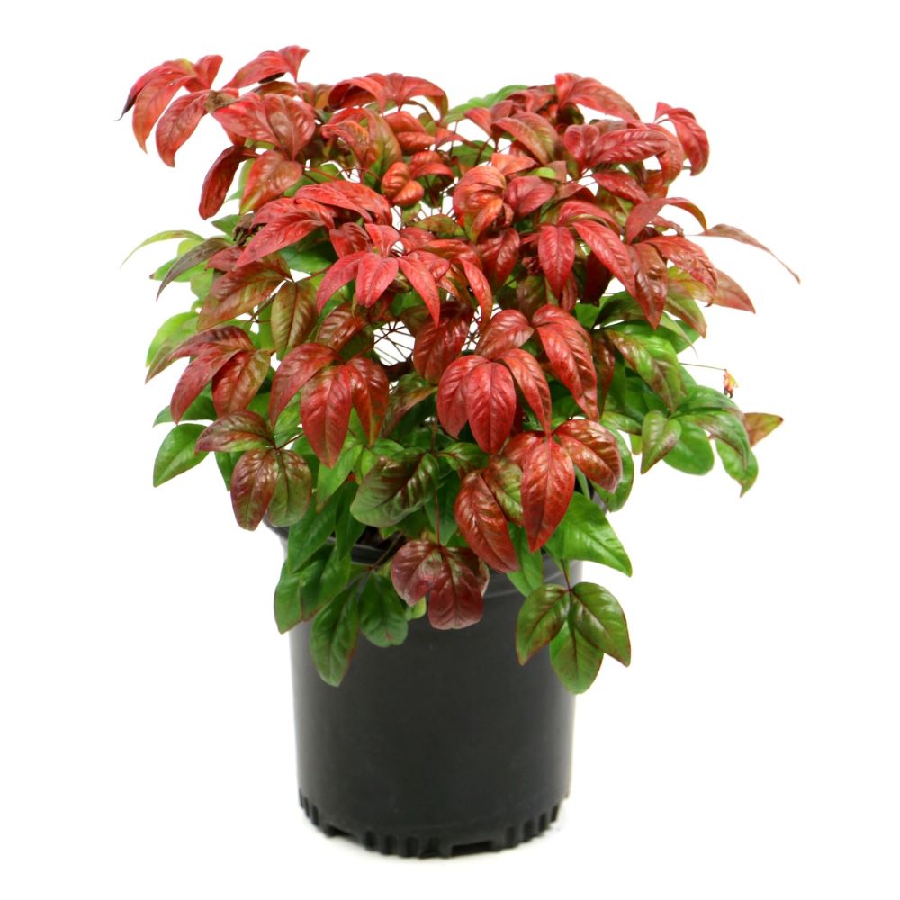 Nandina 'Fire Power' Heavenly Bamboo - 1 Gallon Pot