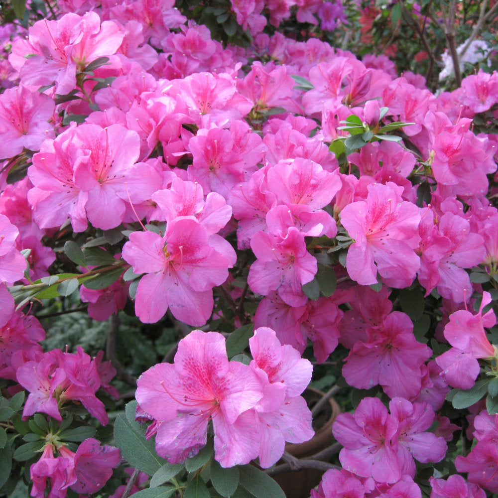 FlorAmore Lavender Reblooming Azalea - 1 Gallon Pot