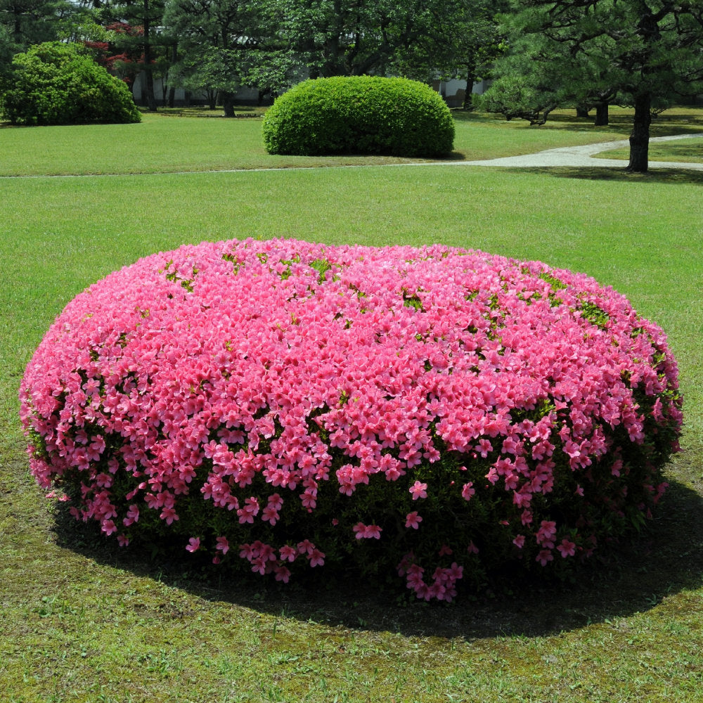 FlorAmore Pink Reblooming Azalea - 1 Gallon Pot