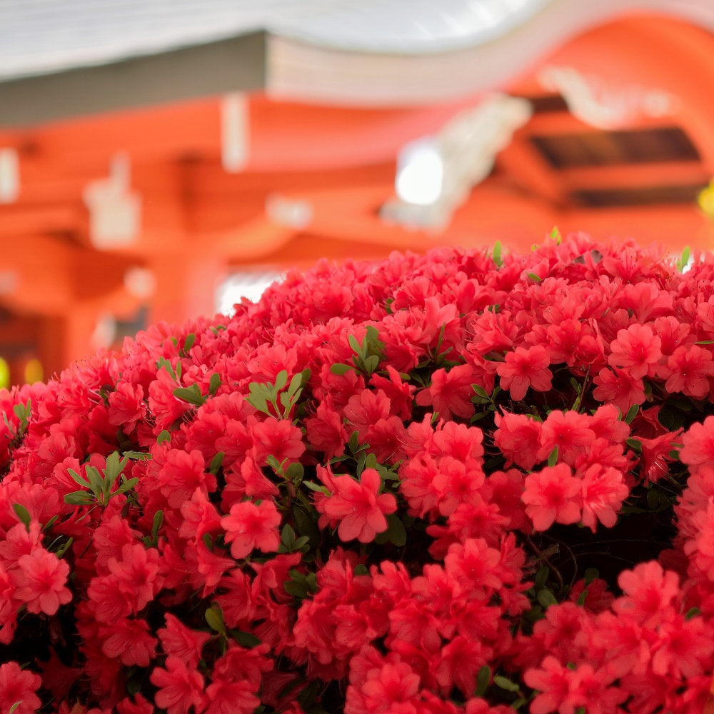 FlorAmore Red Reblooming Azalea - 1 Gallon Pot