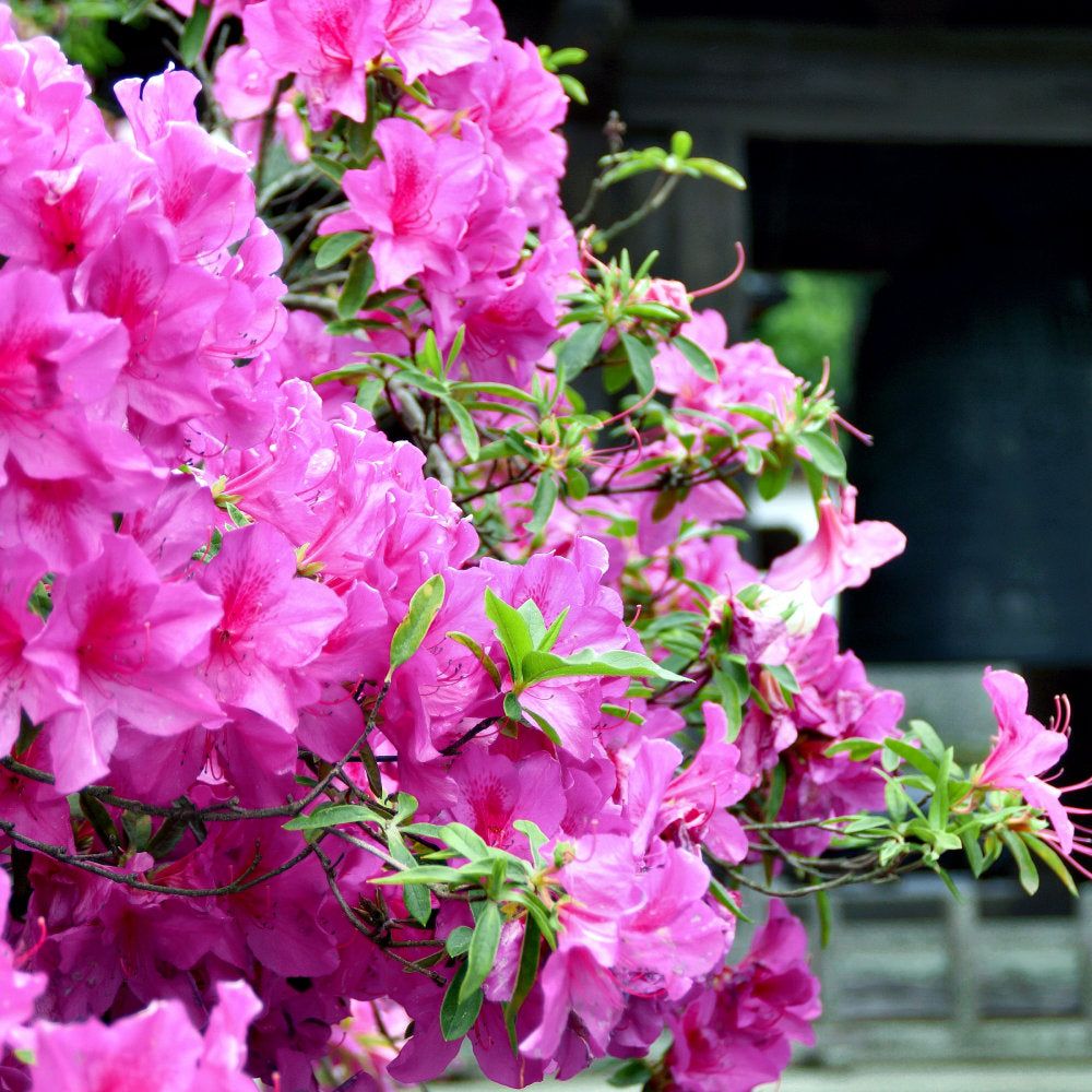 Azalea 'Karen' - 1 Gallon Pot