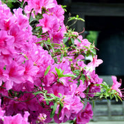 Azalea 'Karen' - 1 Gallon Pot