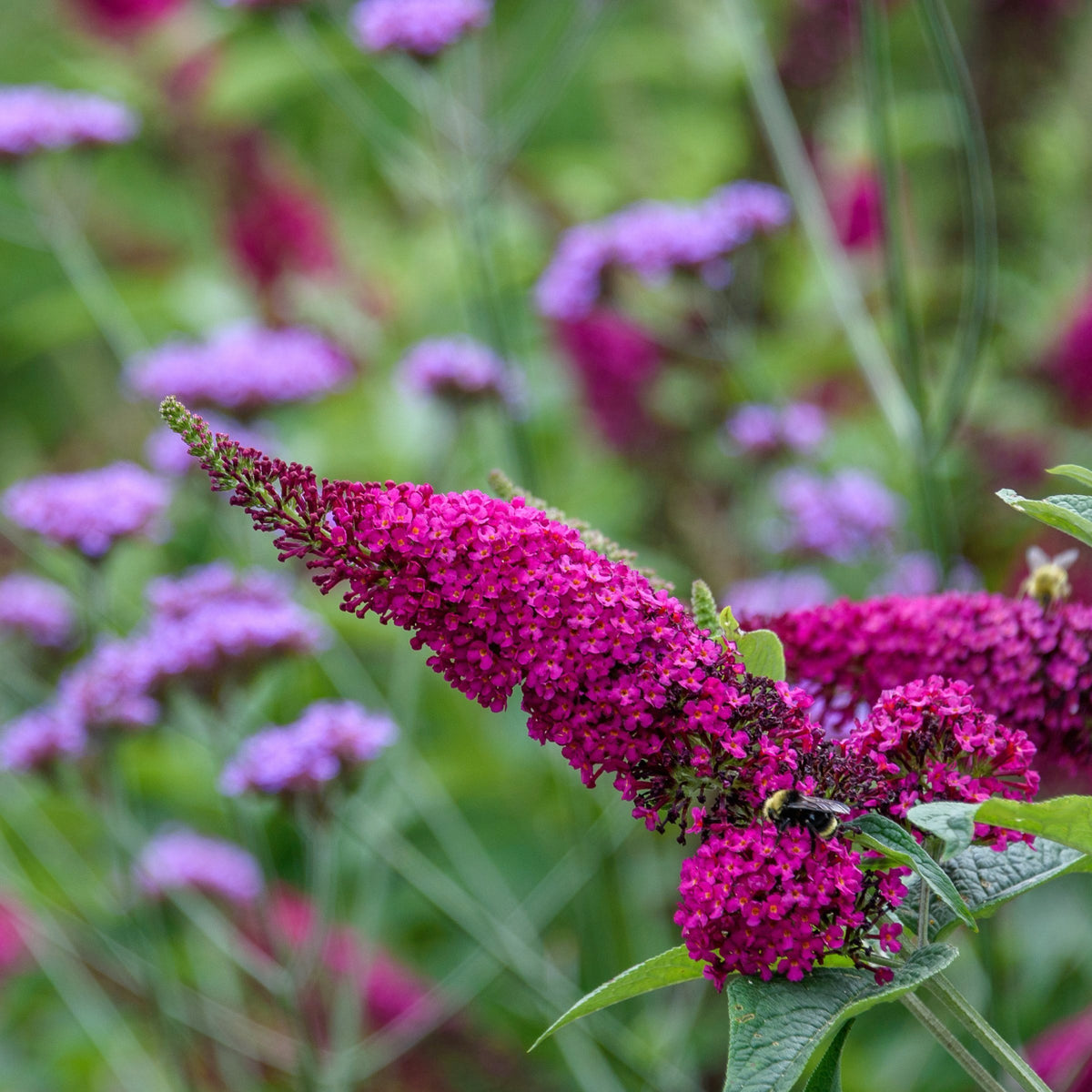 Buddleia 'Royal Red' Butterfly Bush  (Has Magenta Purple Flowers) - 1 Gallon Pot