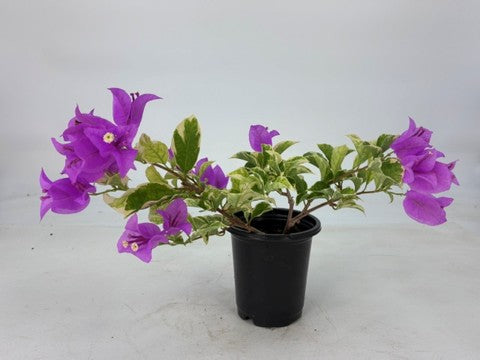 Bougainvillea 'Blueberry Ice' - 4" Pot