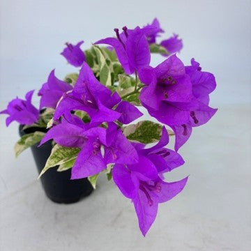 Bougainvillea 'Blueberry Ice' - 1 Gallon Pot