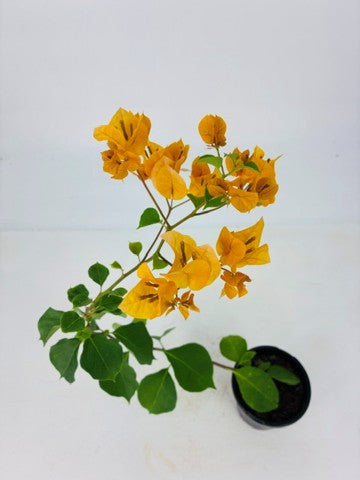 Bougainvillea 'California Gold' - 1 Gallon Pot