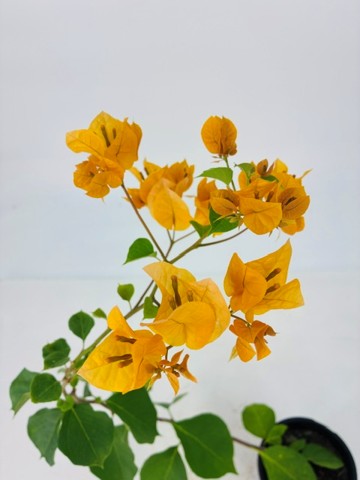 Bougainvillea 'California Gold' - 1 Gallon Pot