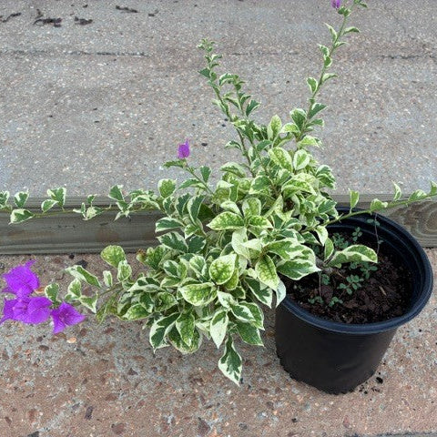 Bougainvillea 'Blueberry Ice' - 4" Pot