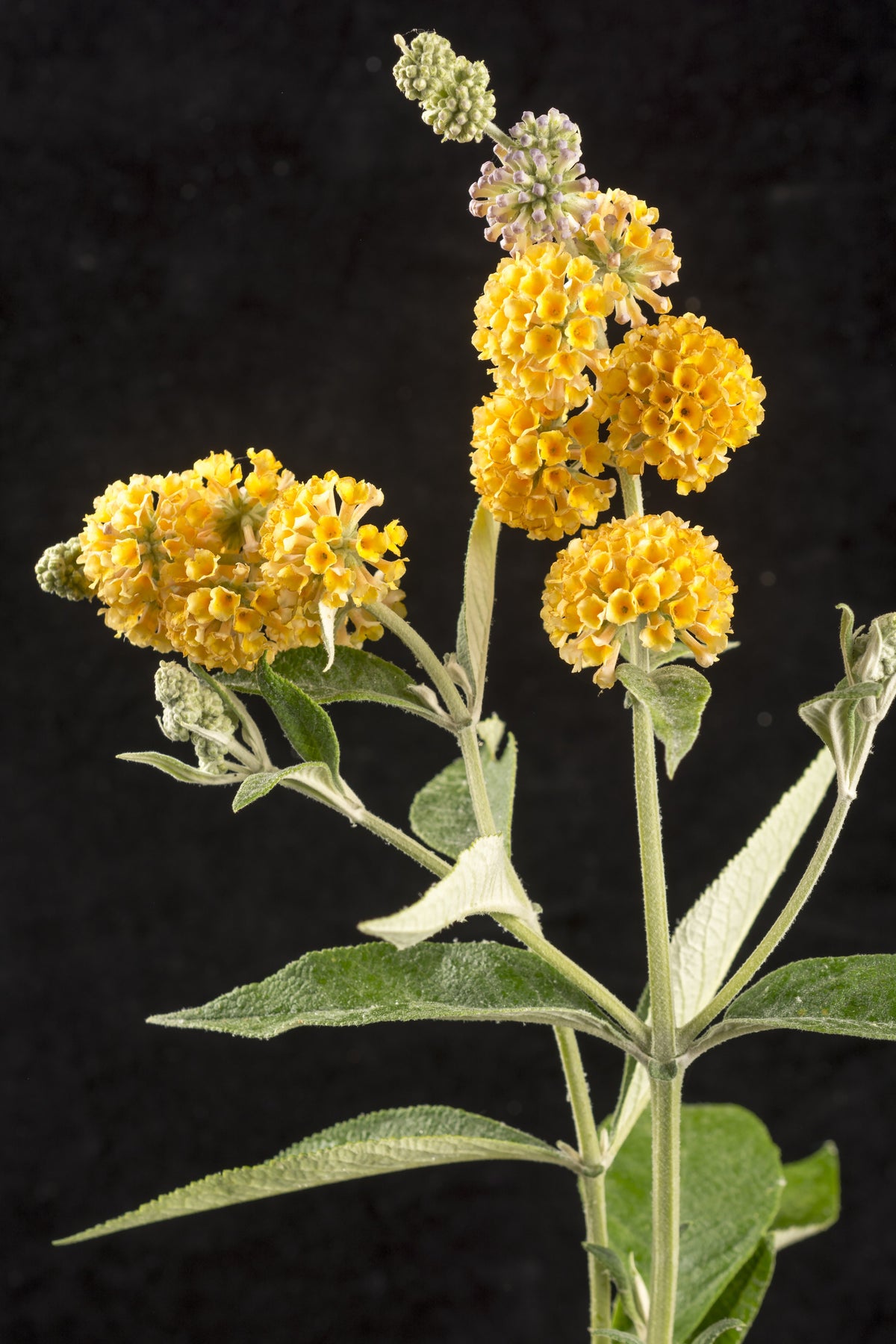 Buddleia 'Honeycomb' Butterfly Bush - 1 Gallon Pot