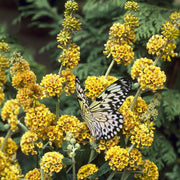 Buddleia 'Honeycomb' Butterfly Bush - 1 Gallon Pot