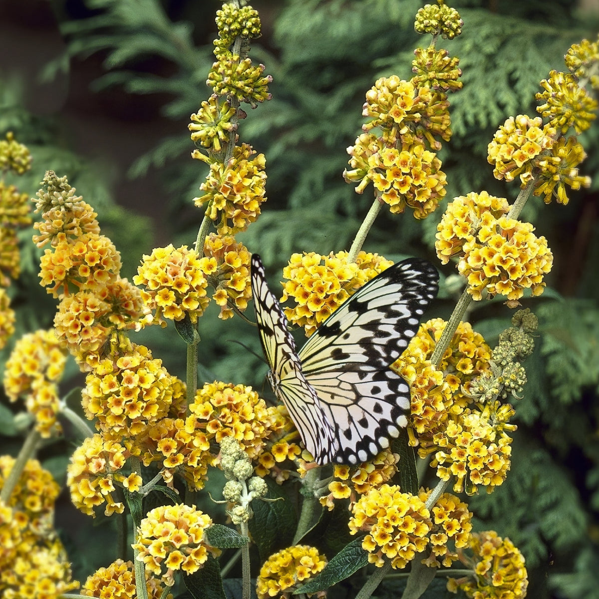 Buddleia 'Honeycomb' Butterfly Bush - 1 Gallon Pot