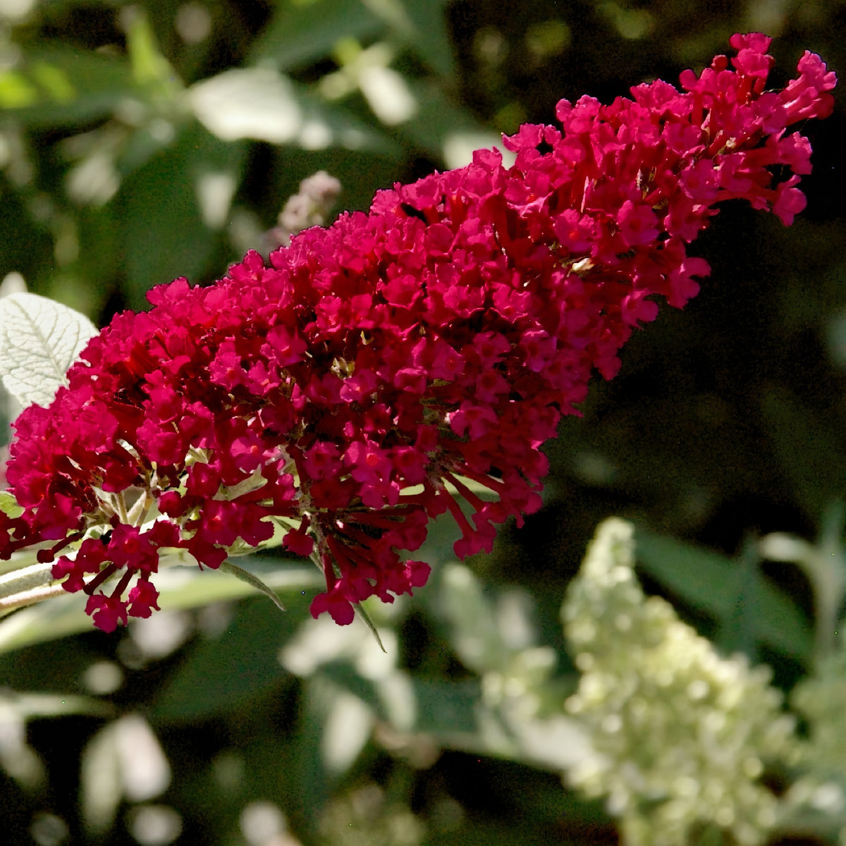 Buddleia 'Royal Red' Butterfly Bush - 1 Gallon Pot (NOVEMBER PICK UP SALE)