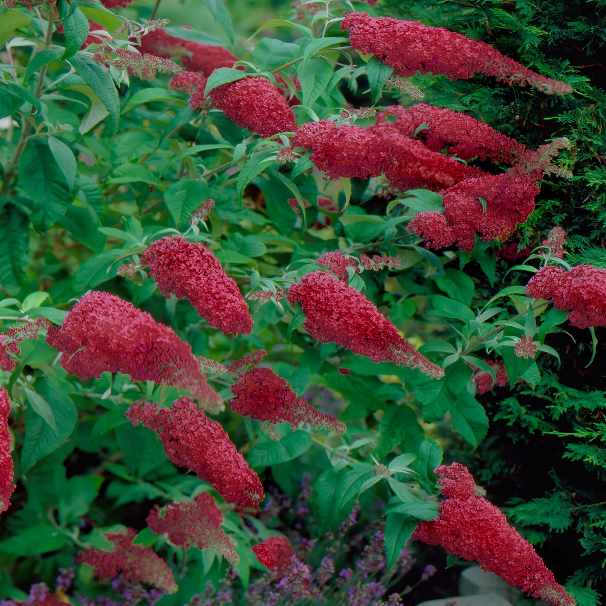 Buddleia 'Royal Red' Butterfly Bush - 1 Gallon Pot (NOVEMBER PICK UP SALE)