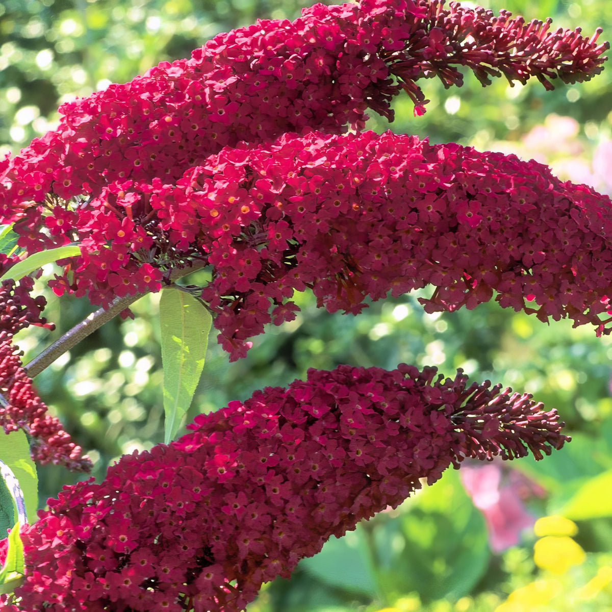 Buddleia 'Royal Red' Butterfly Bush - 1 Gallon Pot (NOVEMBER PICK UP SALE)