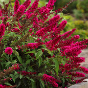 Buddleia 'Royal Red' Butterfly Bush - 1 Gallon Pot (NOVEMBER PICK UP SALE)