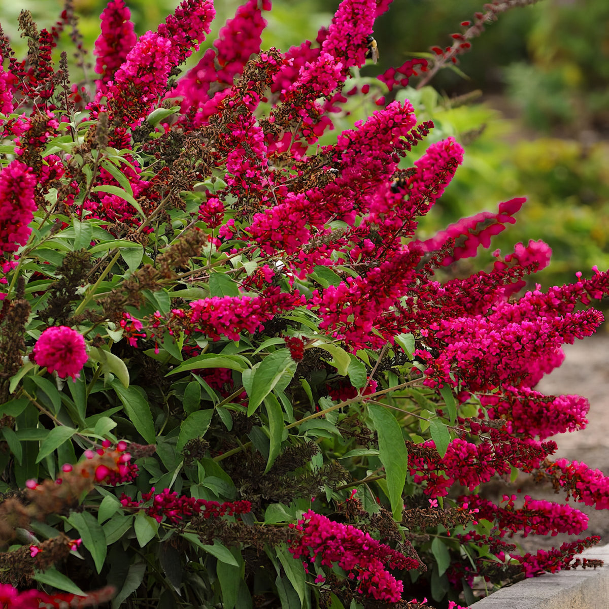 Buddleia 'Royal Red' Butterfly Bush - 1 Gallon Pot (NOVEMBER PICK UP SALE)