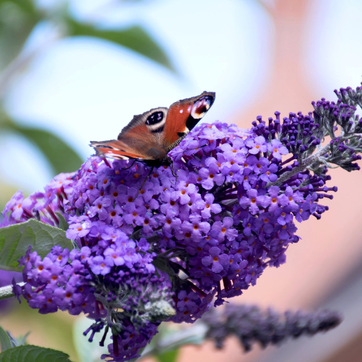 True Blue' Butterfly Bush- 1 Gallon Pot