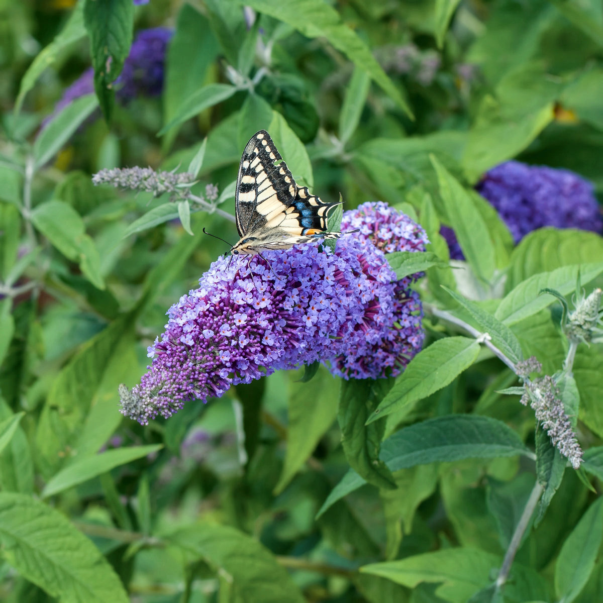 True Blue' Butterfly Bush- 1 Gallon Pot
