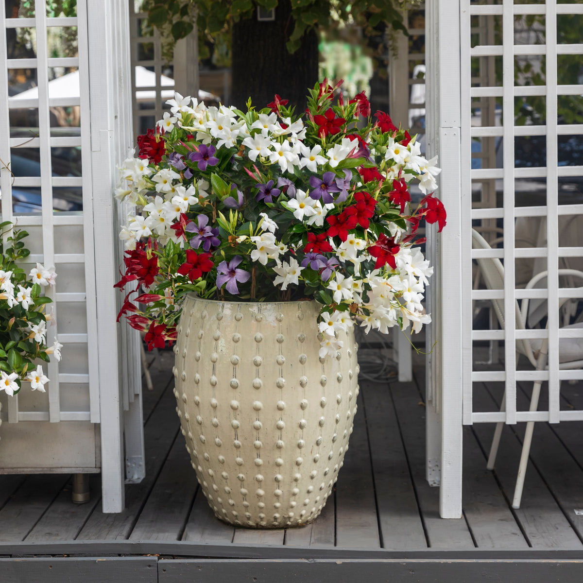 Patio Plant Club - Delivered Monthly, FREE Shipping!