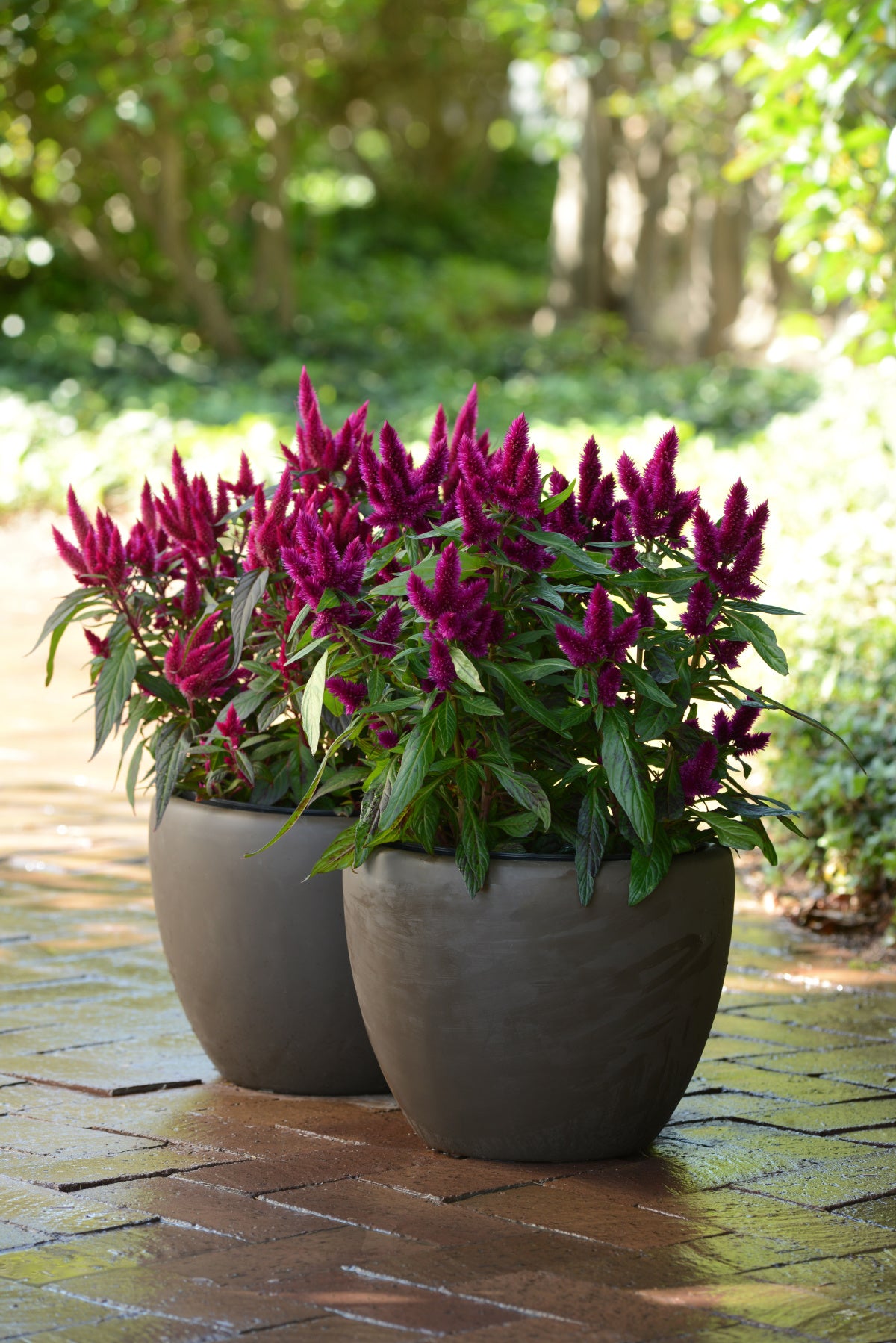 Patio Plant Club - Delivered Monthly, FREE Shipping!