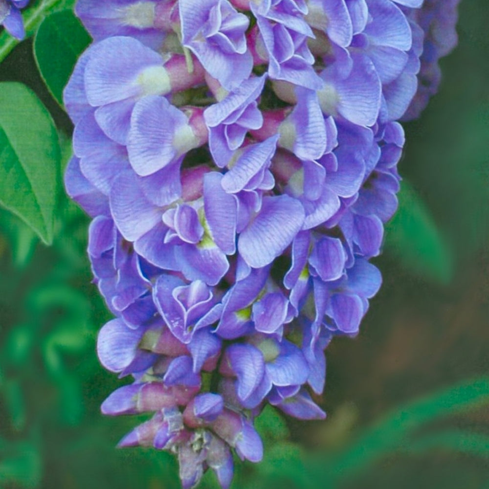 Blue Wisteria - 1 Gallon Pot