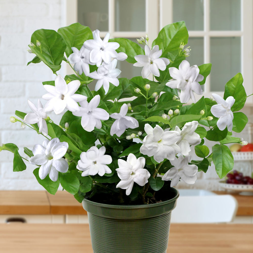 Jasminium 'Sambac Jasmine' - 1 Gallon Pot