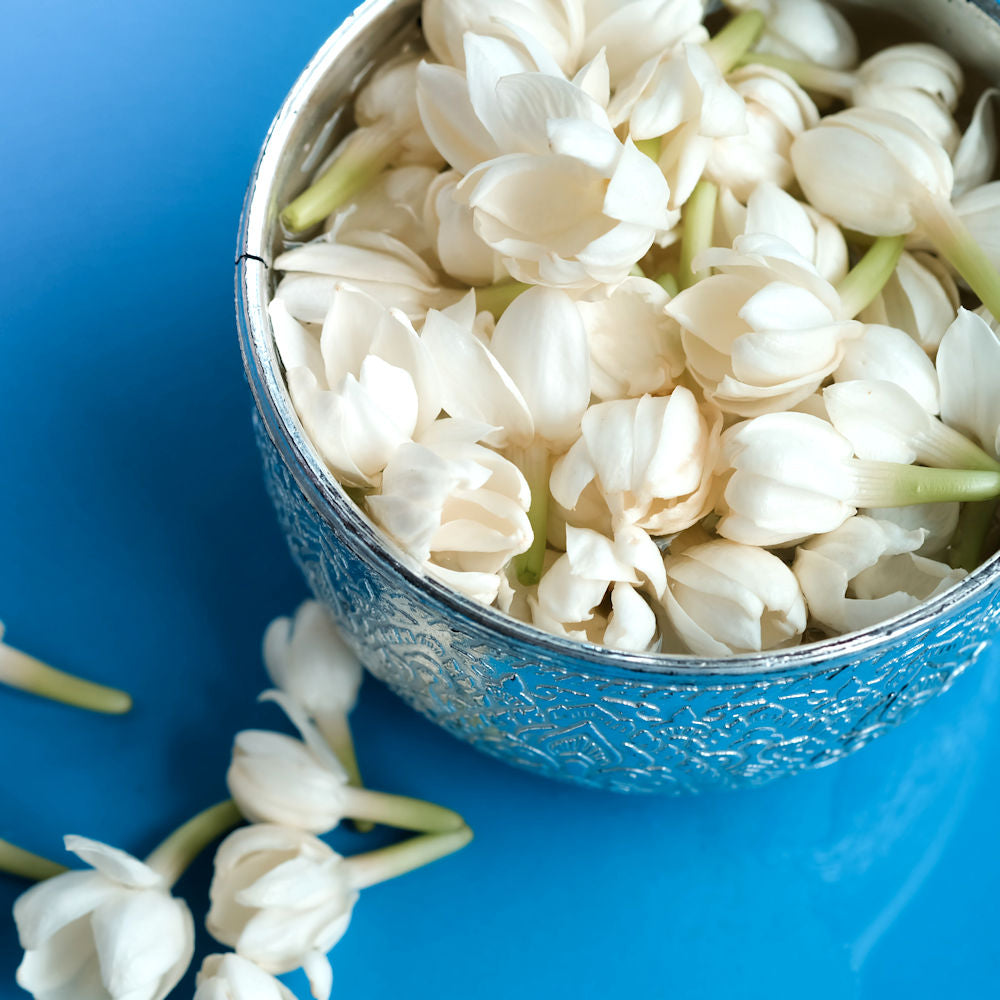 Jasminium 'Sambac Jasmine' - 1 Gallon Pot
