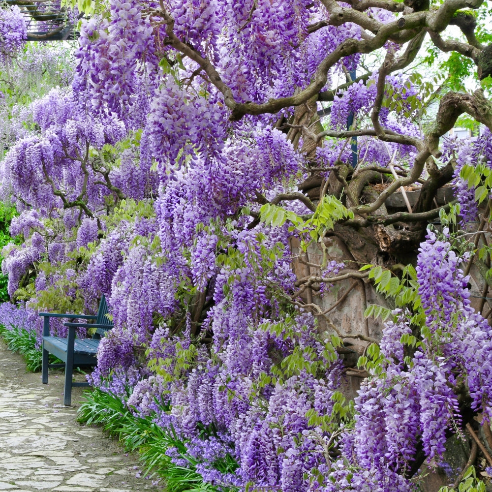 Amethyst Falls Wisteria - 1 Gallon Pot