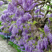 Amethyst Falls Wisteria - 1 Gallon Pot