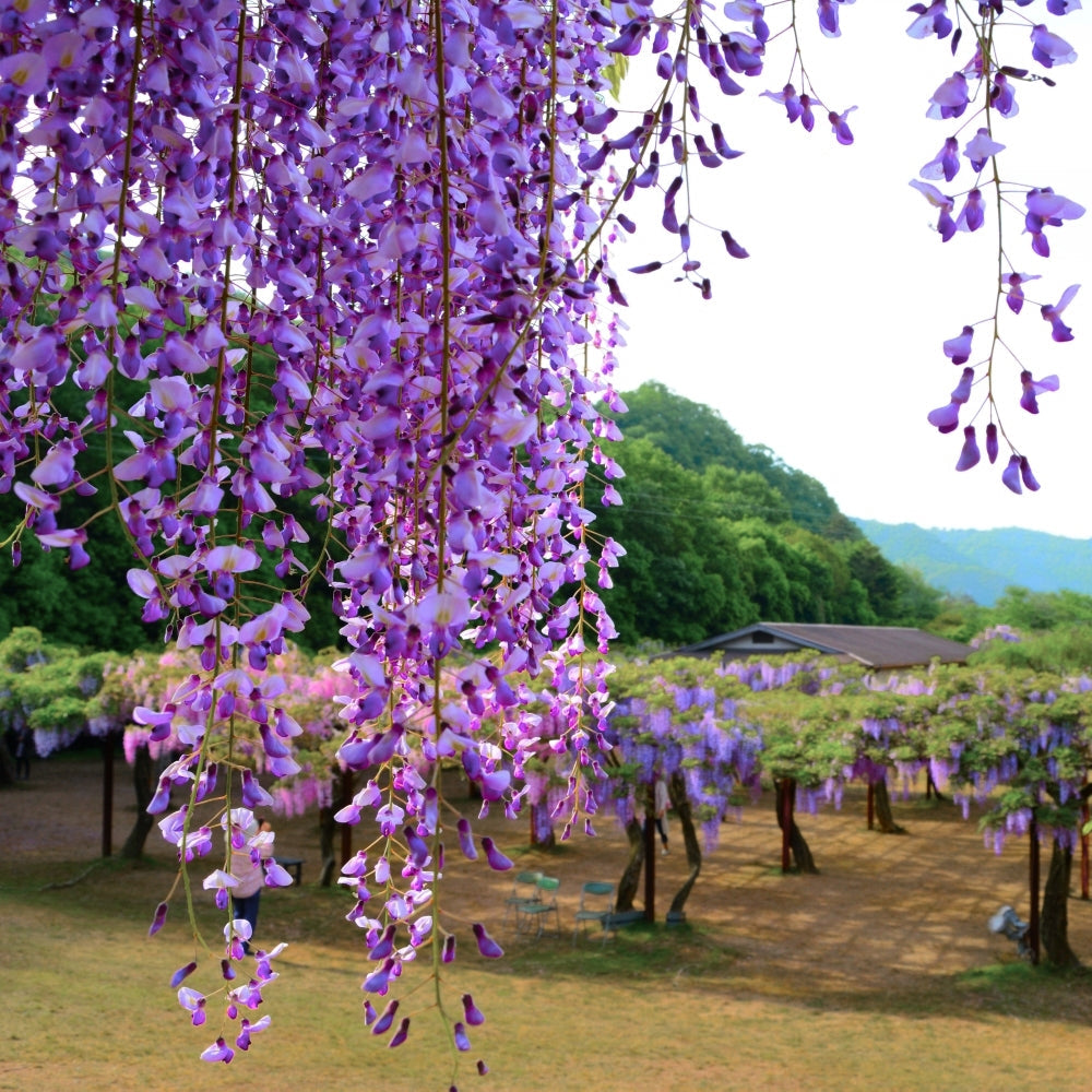Amethyst Falls Wisteria - 1 Gallon Pot