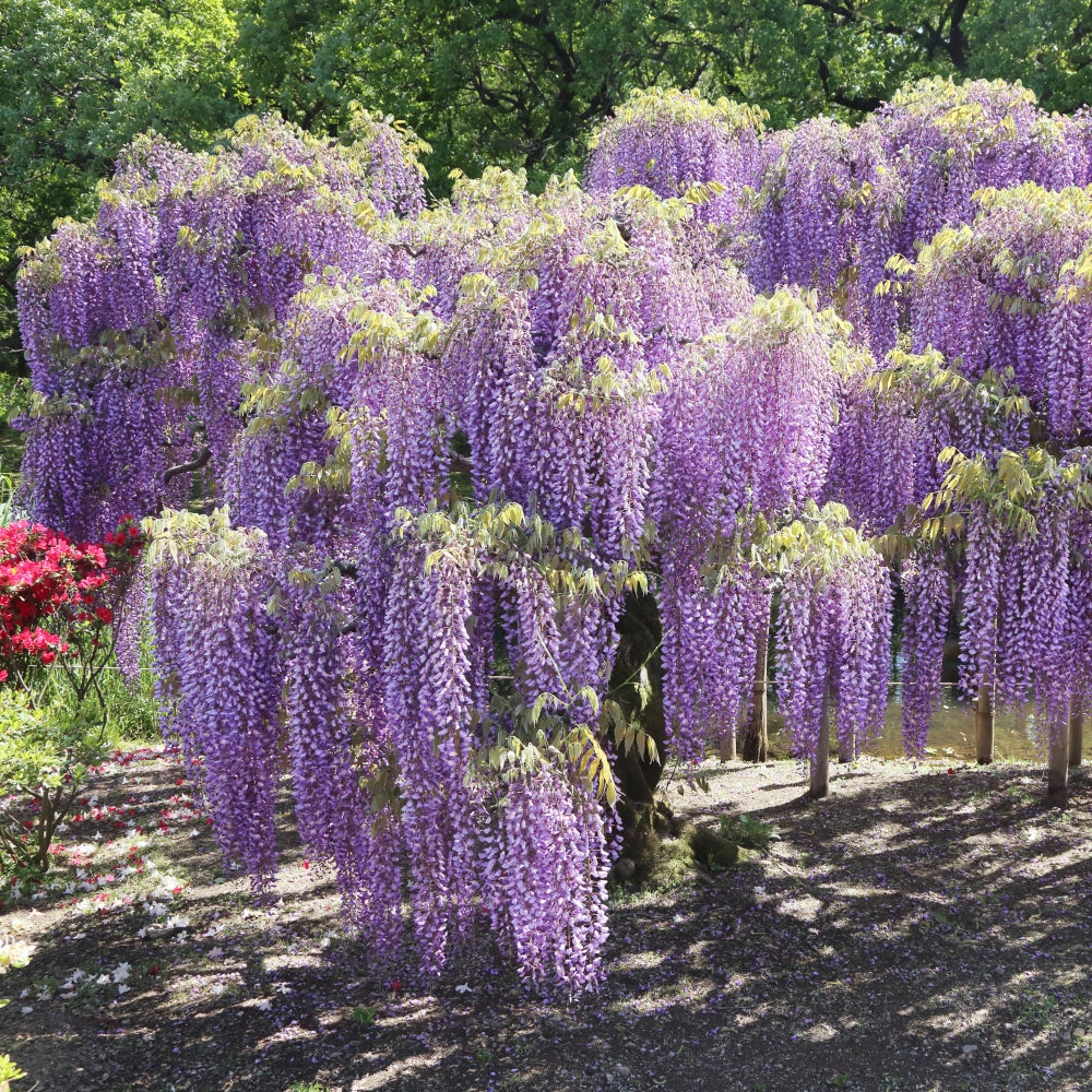 Amethyst Falls Wisteria - 1 Gallon Pot