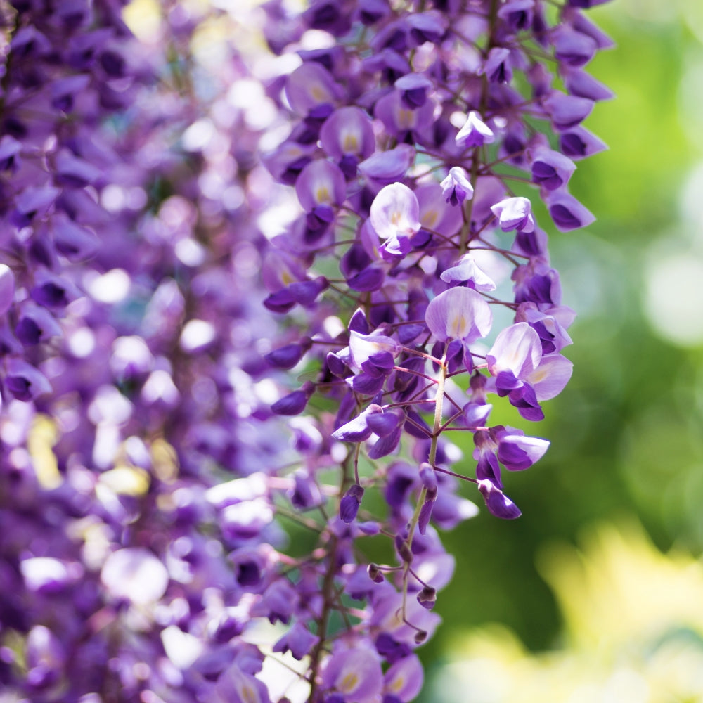 Amethyst Falls Wisteria - 1 Gallon Pot