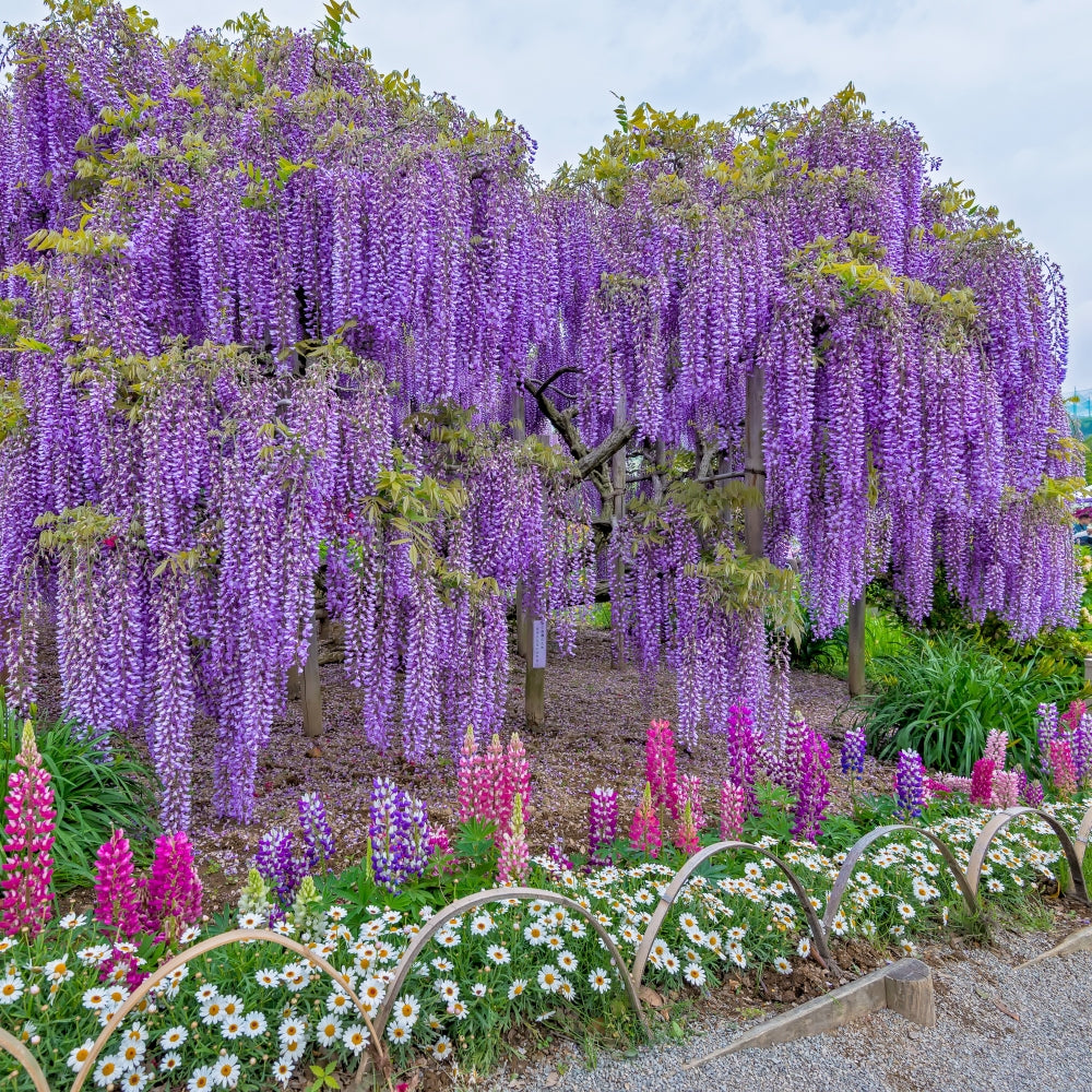 Amethyst Falls Wisteria - 1 Gallon Pot