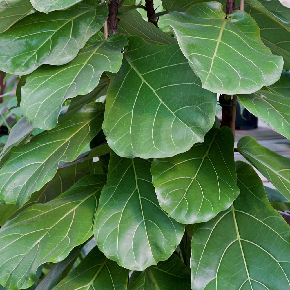 Fiddle Leaf Fig - 5.5 in. Pot