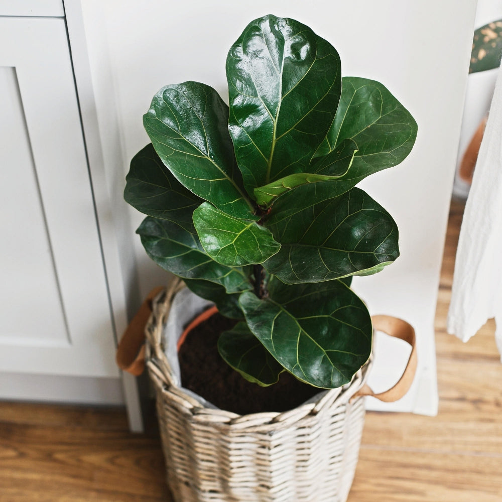 Fiddle Leaf Fig - 5.5 in. Pot
