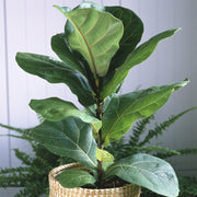 Fiddle Leaf Fig - 5.5 in. Pot