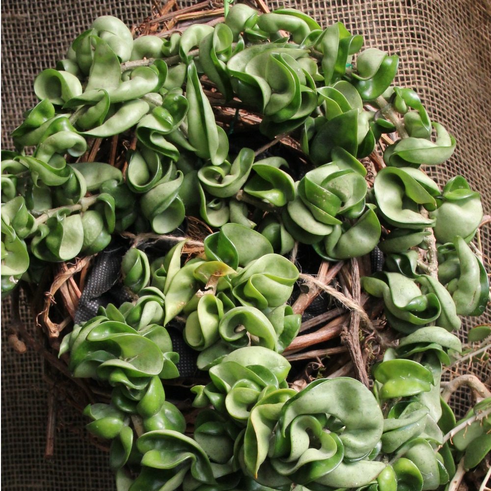 Hindu Rope Hoya - 4" Pot