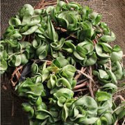 Hindu Rope Hoya - 4" Pot