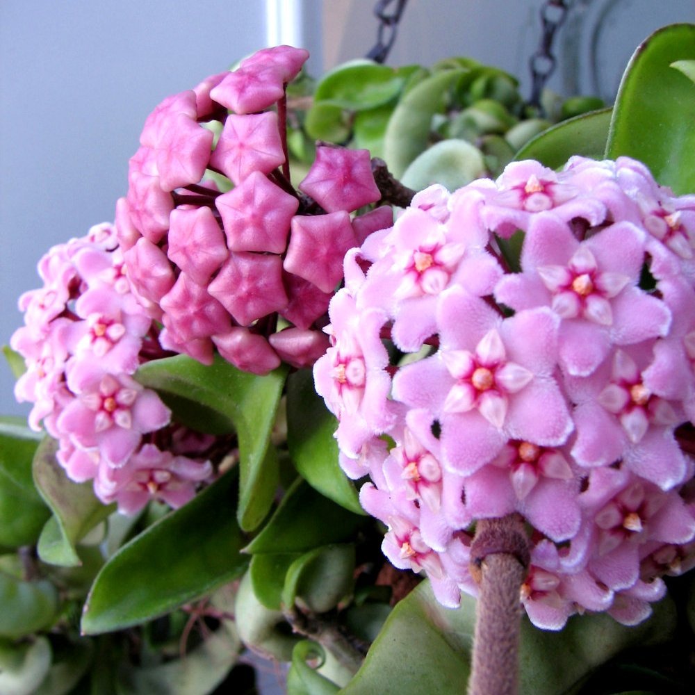 Hindu Rope Hoya - 4" Pot