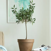 Olea, Wilsonii Olive - 1 Gallon Pot