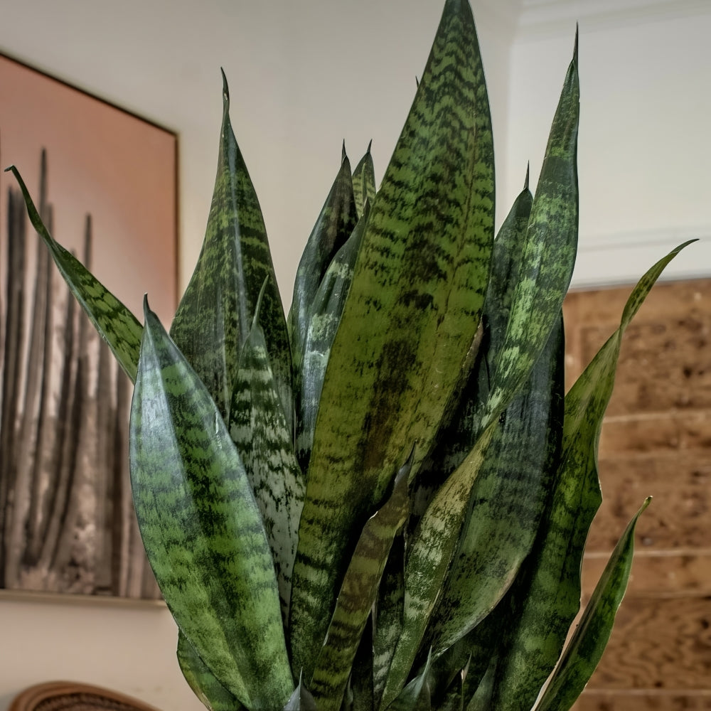 Sansevieria Snake Plant - 5.5 in. Pot