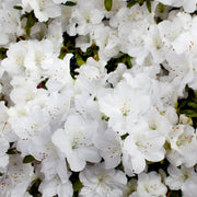 Azalea, 'Delaware Valley White' - 1 Gallon Pot