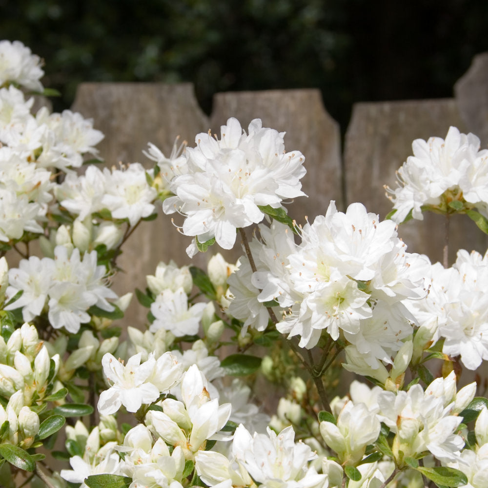 Azalea, 'Delaware Valley White' - 1 Gallon Pot