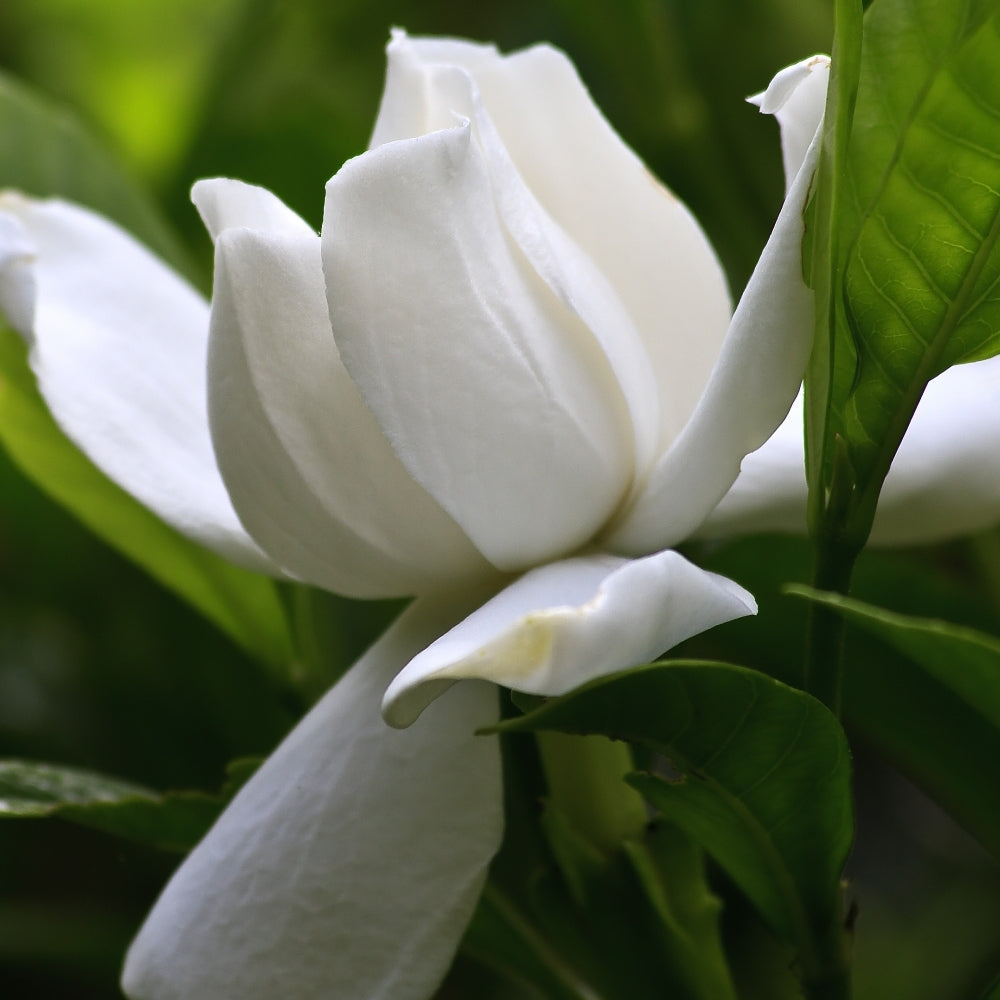 Gardenia 'August Beauty' - 4" Square Quart (NOVEMBER PICK UP SALE)