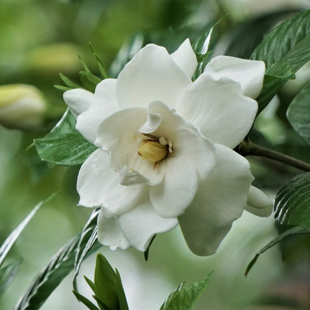 Gardenia 'August Beauty' - 4" Square Quart (NOVEMBER PICK UP SALE)