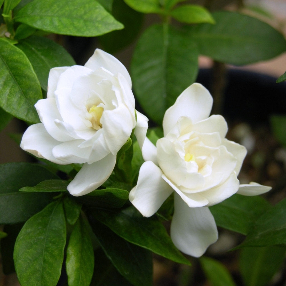 Gardenia 'August Beauty' - 4" Square Quart (NOVEMBER PICK UP SALE)